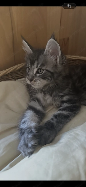 Maine Coon XXL mit Impfung 