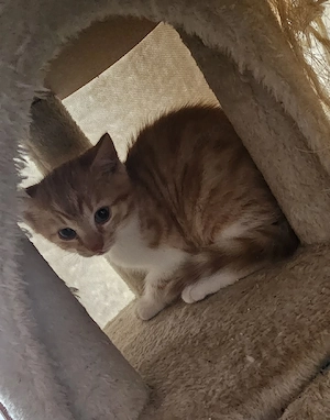 MainCoon-EKH Mix Kitten Kater