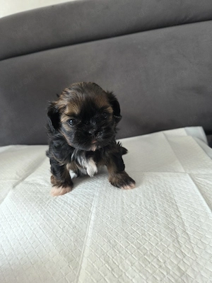 Shi-tzu Welpen