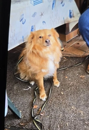 Simba sucht ein neues Zuhause 