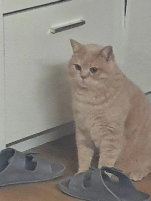 BKH kitten Mädels Reinrassige 