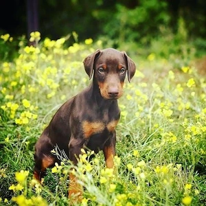 Elegante Dobermann Welpen   treue und intelligente Begleiter suchen ein Zuhause