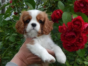 Liebevolle Cavalier King Charles Spaniel Welpen   kleine Herzensfreunde suchen Familien
