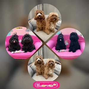 Maltipoo Welpen