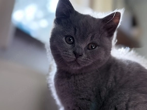Britisch Kater Katze