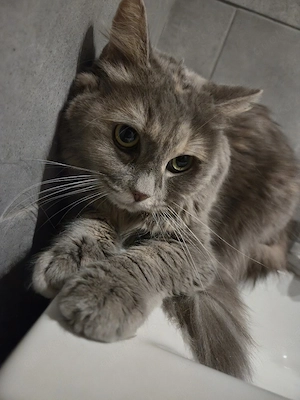 Junge Maine Coon sucht Kuschelplatz