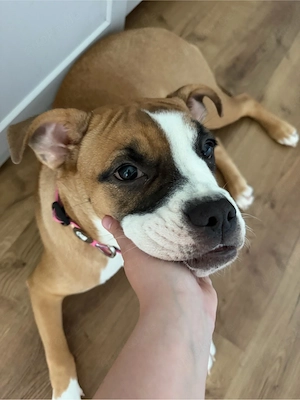 Bully mix Bella 