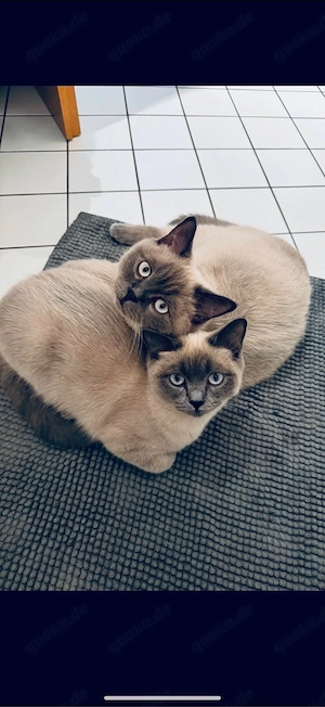 Bkh Katzen Blue Point Pärchen Neo und Nala abzugeben (nur zusammen!!!)
