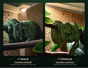 1.1 Zuchtpaar Corallus Batesii (1.0 CB 2020) & Caninus (0.1 CB 2018)