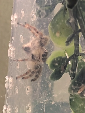 Hyllus diardy springspinnen 