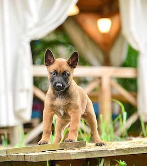 Belgische Schäferhund Malinois Welpen   intelligente und treue Begleiter