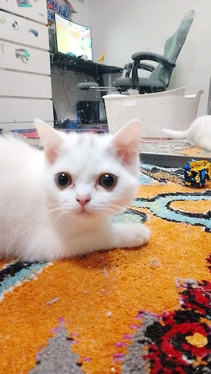 Marshmallow darf ausziehen