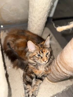 Maine Coon kitten sucht liebevolles zuhause 