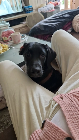 6 Monate alter Labrador- Ridgeback  Mischling 