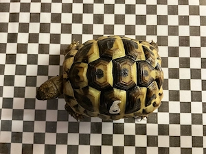 Griechische Landschildkröte