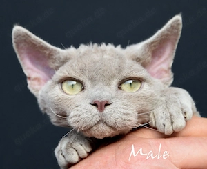 Kitten Devon Rex reinrassig mit Stammbaum 