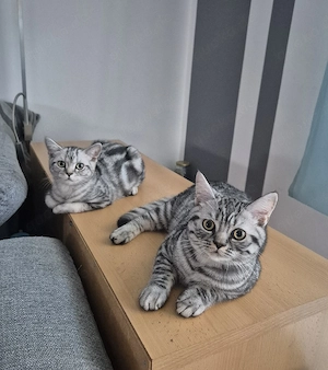 BKH-Kitten suchen ein Zuhaus