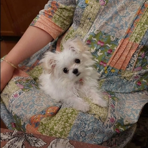 Malteserwelpe zur Adoption