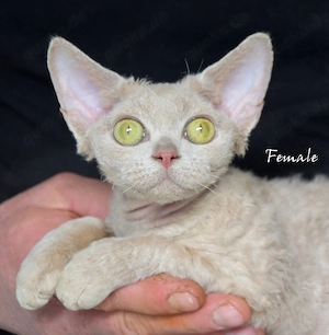 Wunderschöne  Devon Rex Kitten ( weiblich und männlich) 