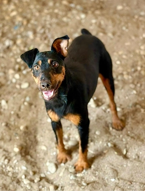 Millicent sucht sein Glück