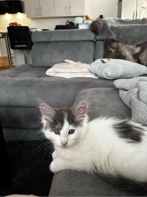 Maine Coon kitten mit Stammbaum