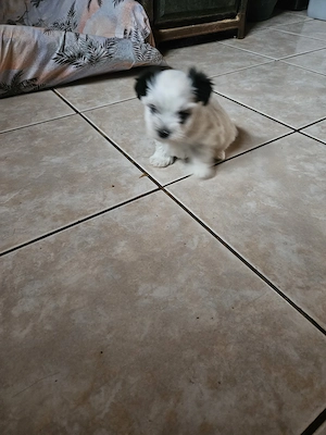    Biewer Yorkshiere Terrier Welpe   