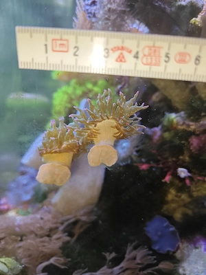 Blasenanemonen 