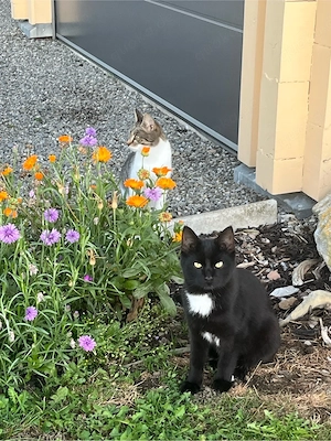 Kleine Katzen abzugeben 