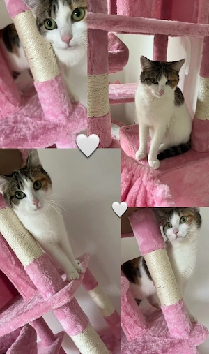 1 jährige weibliche katze mit ganzen zubehör