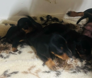 Dackel Welpen Black Tan