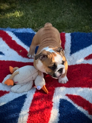 Englische Bulldoggen-Welpen suchen ein liebevolles Zuhause   