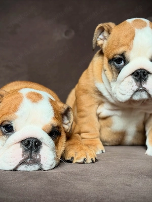 Englische Bulldoggen-Welpen suchen ein liebevolles Zuhause   