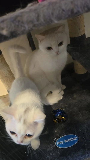 Snowi sucht ein neues Zuhause 