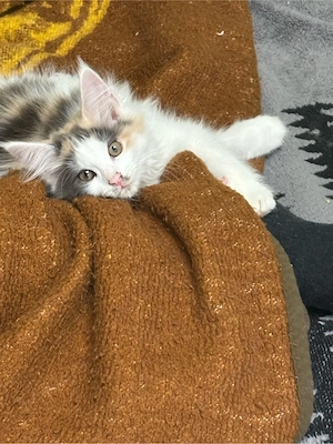 maine coon kitten