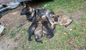 Deutscher Schäferhund DDR-Linie