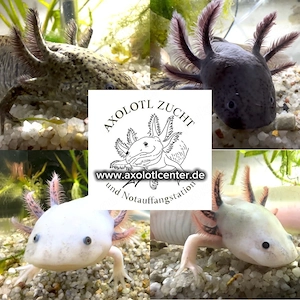 Axolotl aus artgerechter Aufzucht, BD frei, Tiertransport möglich.