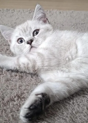 Britisch Kurzhaar Kitten 