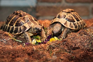 grichesche land Schildkröten 