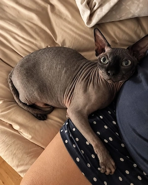 Die verschmuste Nacktkatze ORRY sucht Zuhause Wohnungskatze Tierschutz 
