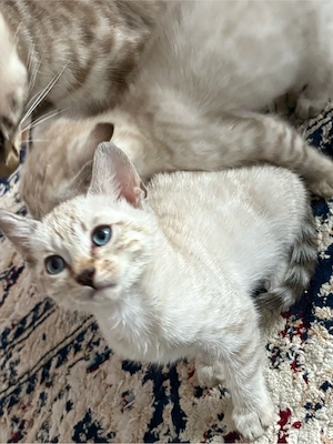 Snow Bengal Kitten zu verkaufen   nur noch 1 Junge frei 