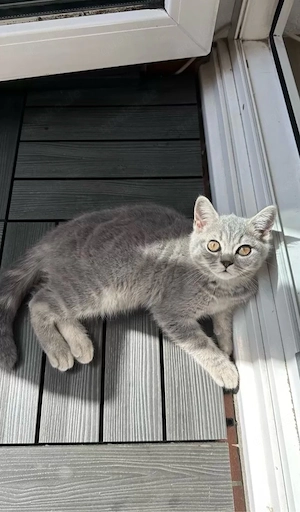 5 Monate alte BKH Britisch Kurzhaar Kitten Baby Kätzchen