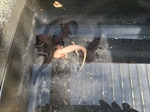 Axolotl Nachzucht