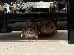 2 Zwergwidder abzugeben. 