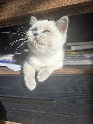 Britisch Kurzhaar Blupoint kitten