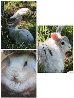 Zwergkaninchen 1 m 2 w nur zusammen 