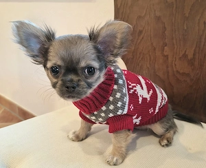 Bella langhaarig reinrassig chihuahua  Abgabe in einer Woche 
