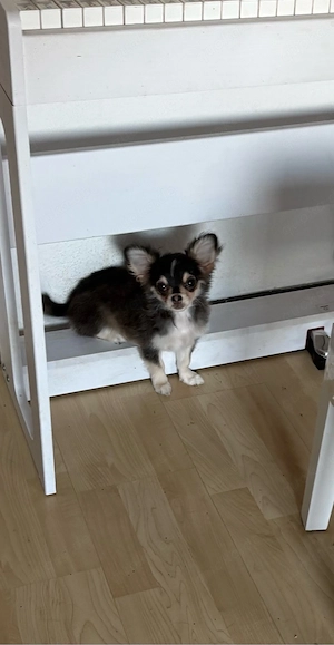chihuahua rüde