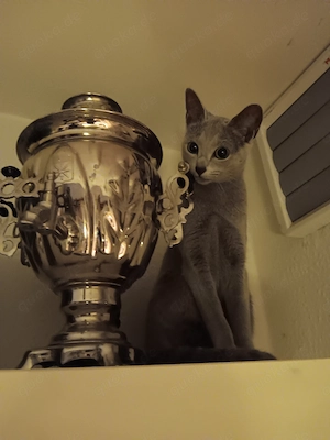 Reinrassige Russisch Blau Katze mit Stammbaum 