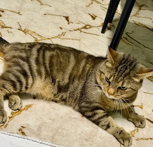 eine seher schöne Katze 