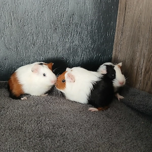 Meerschweinchen 